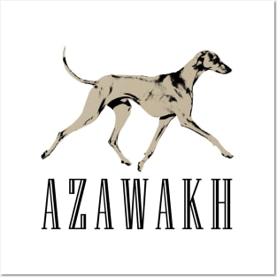 Azawakh Sighthound Posters and Art